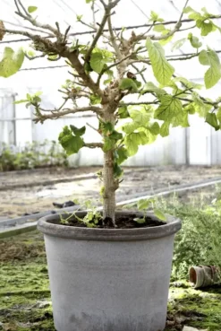 Galestro harmaa ruukku Ø35cm