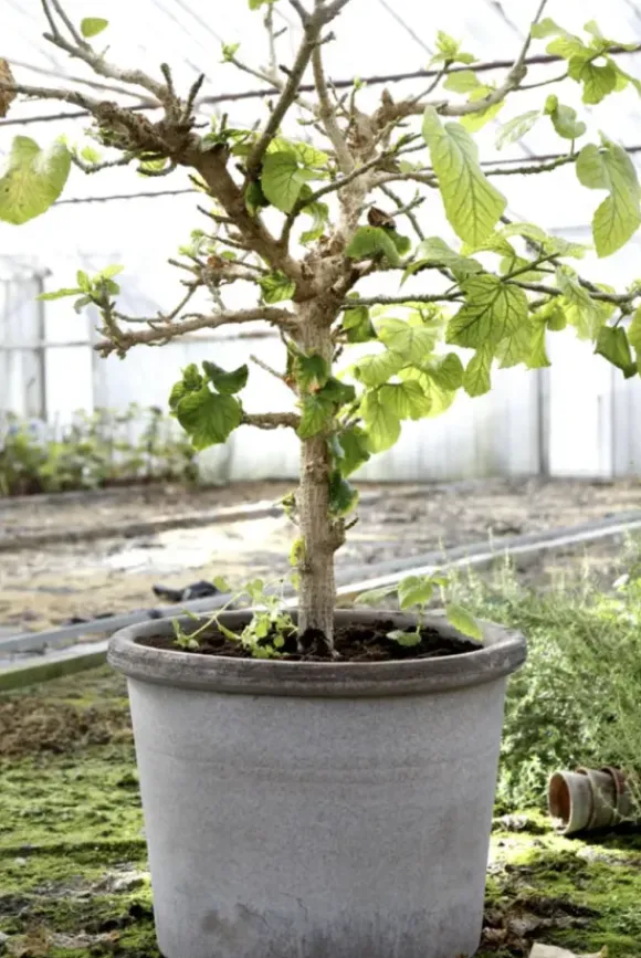 Galestro harmaa ruukku Ø35cm