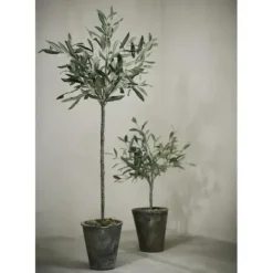 Oliivipuu H44cm